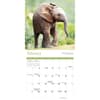 image Baby Animals 2025 Wall Calendar Second Alternate Image width=&quot;1000&quot; height=&quot;1000&quot;