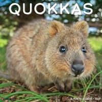 image Quokkas 2026 Wall Calendar Main Image
