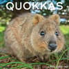 image Quokkas 2026 Wall Calendar Main Image