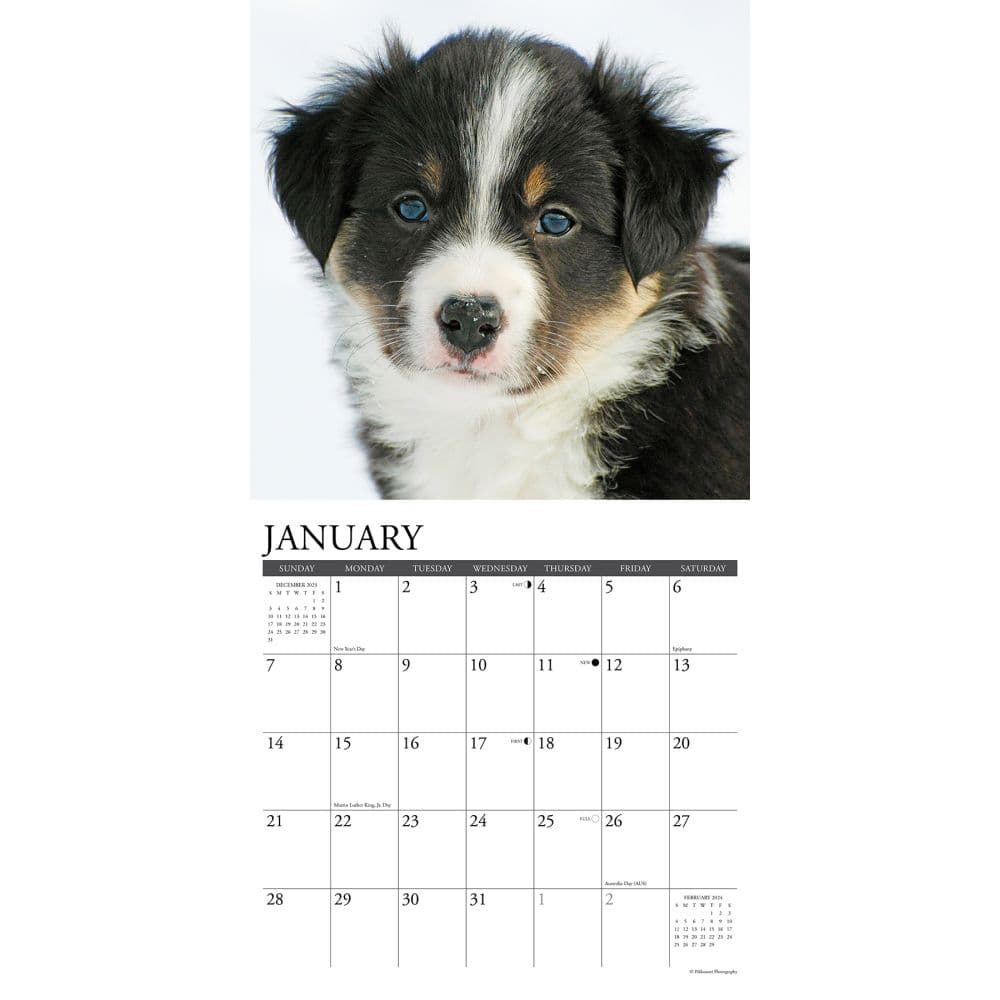 Just Border Collie Puppies 2024 Wall Calendar