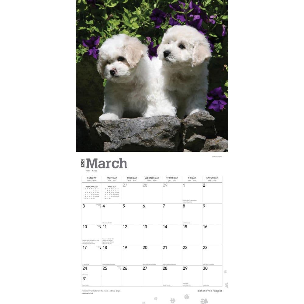 Bichon Frise Puppies 2024 Wall Calendar