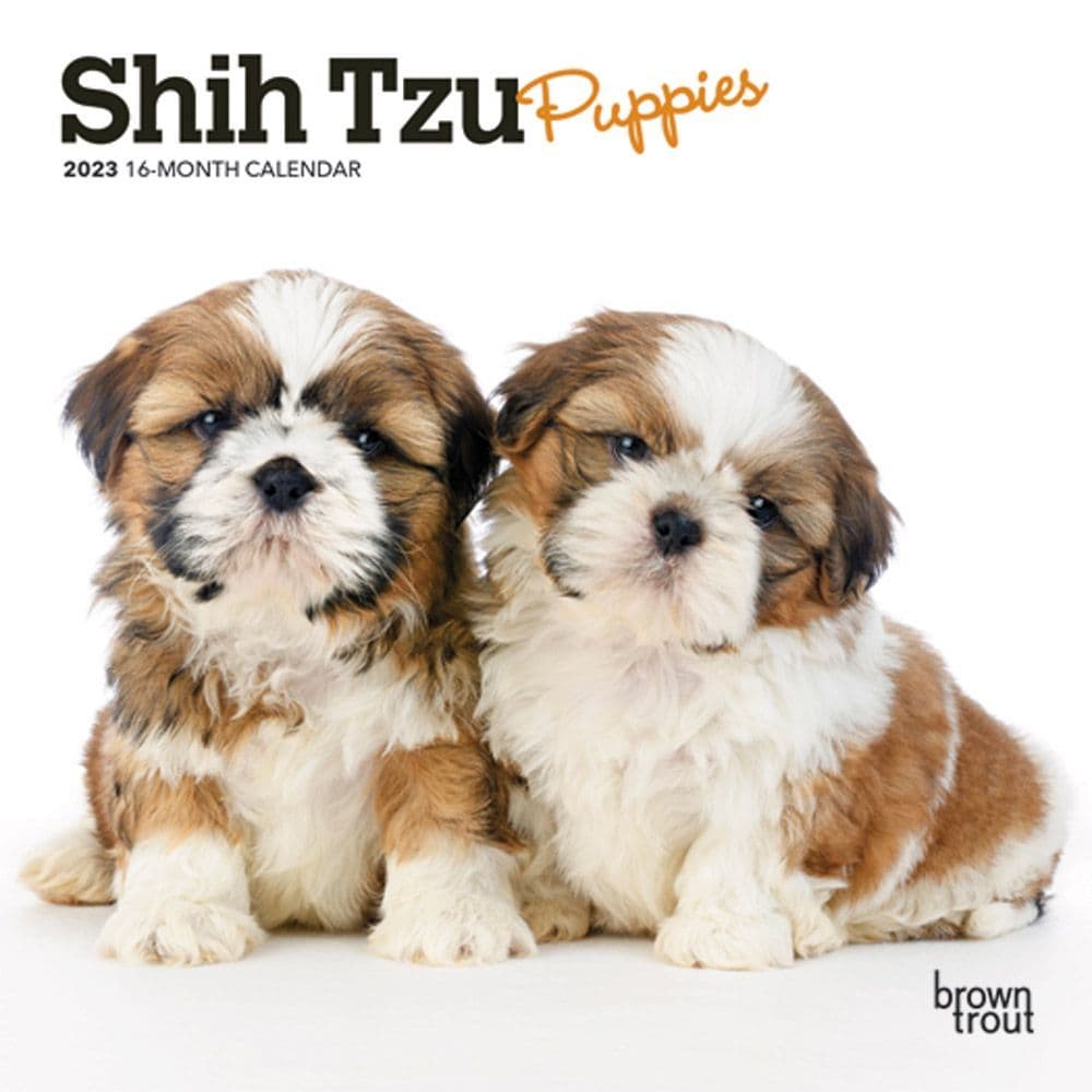 Shih Tzu Puppies 2023 Mini Wall Calendar 7x7 Calendars