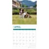 image Border Collies 2025 Wall Calendar Second Alternate Image