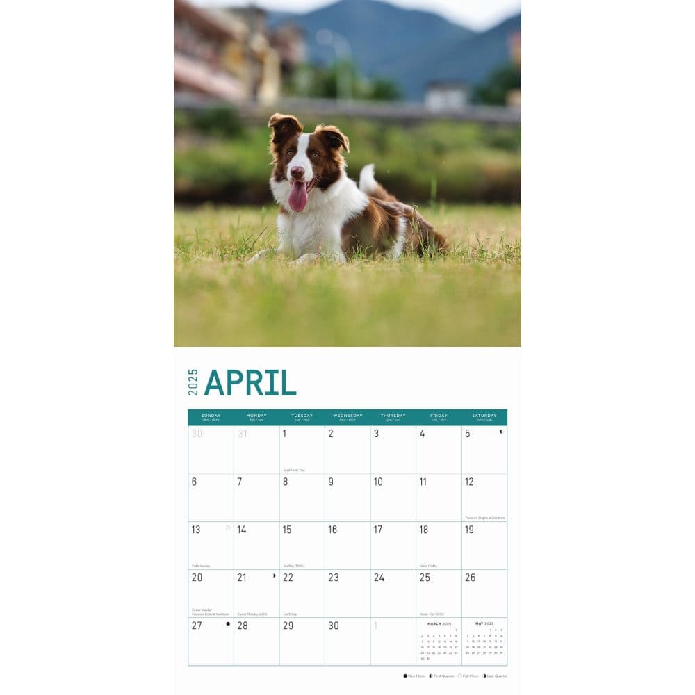 Border Collies 2025 Wall Calendar Second Alternate Image