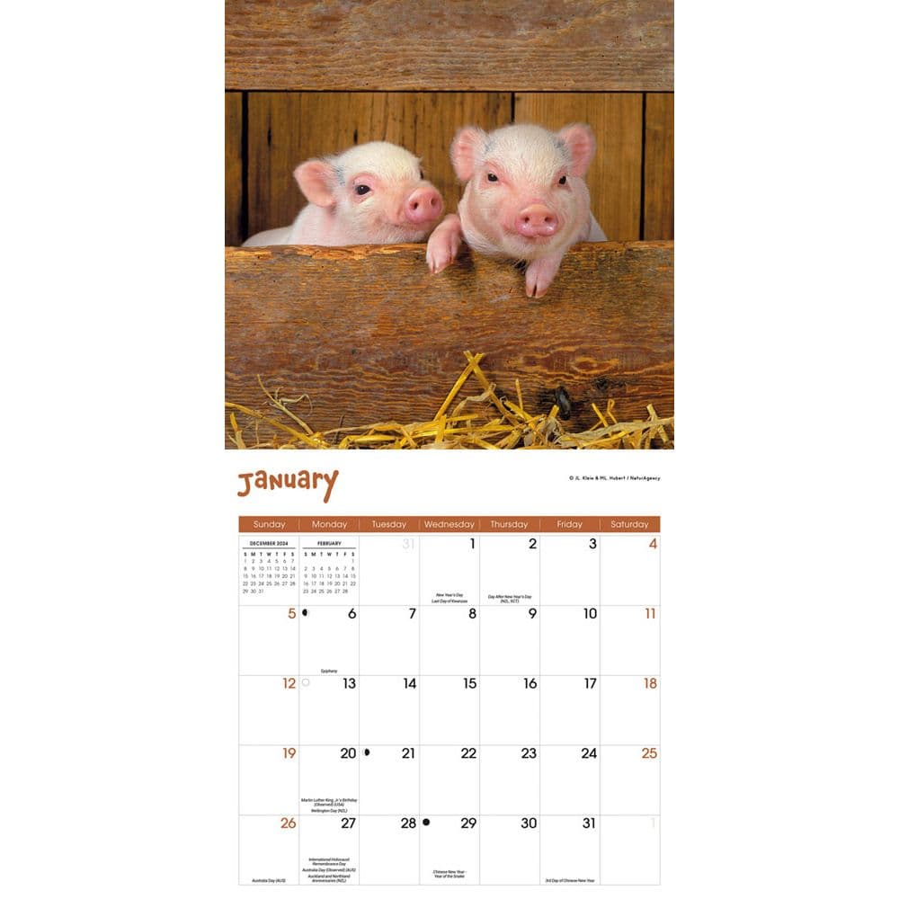 Mini Pigs 2025 Wall Calendar