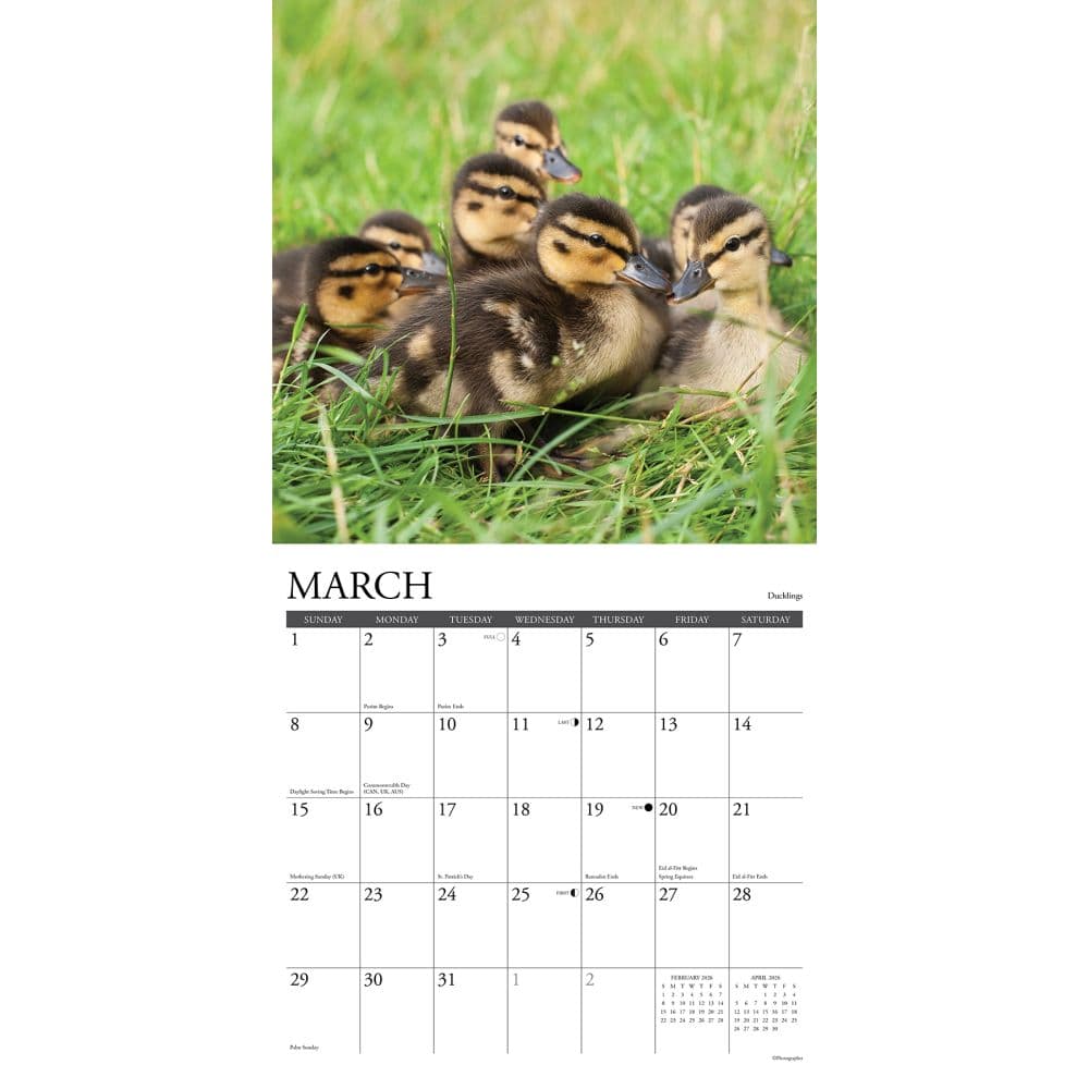 Baby Animals 2026 Wall Calendar Second Alternate Image