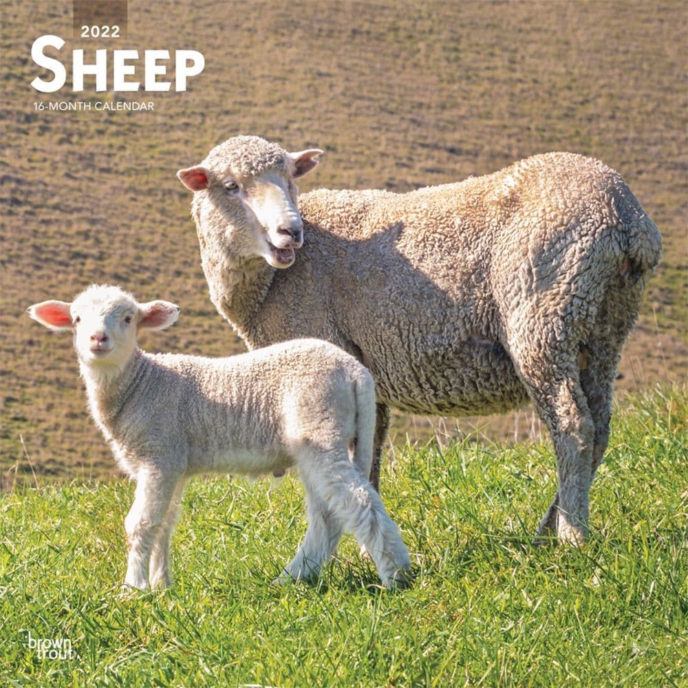 Sheep 2022 Wall Calendar