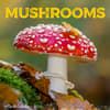 image Mushroom Art 2025 Wall Calendar