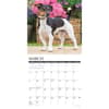 image Just Jack Russells 2025 Wall Calendar