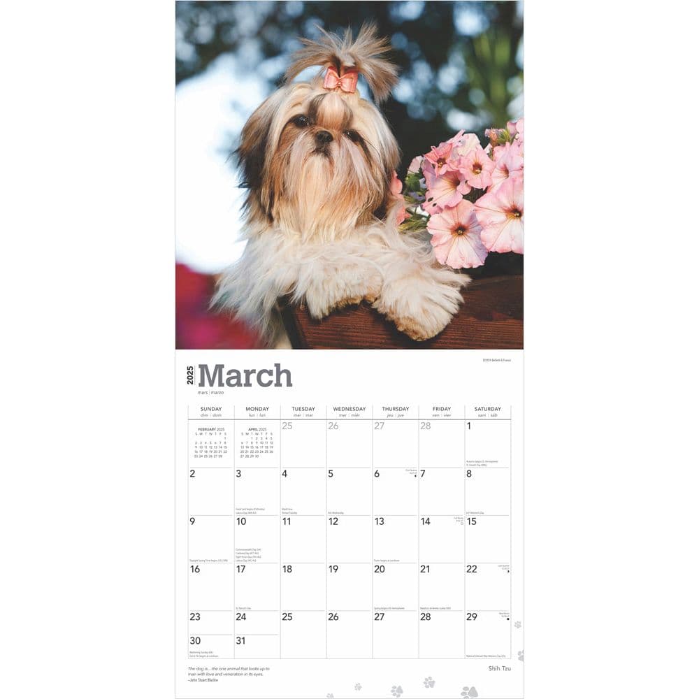 Shih Tzu 2025 Wall Calendar Second Alternate Image width=&quot;1000&quot; height=&quot;1000&quot;