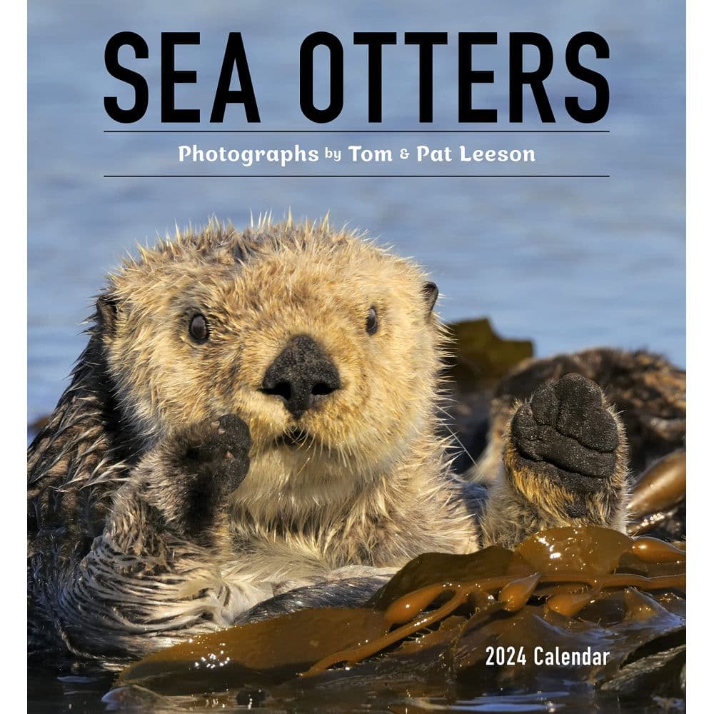 Sea Otters 2024 Wall Calendar_Main Image