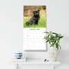image Pugs 2026 Wall Calendar Third Alternate Image