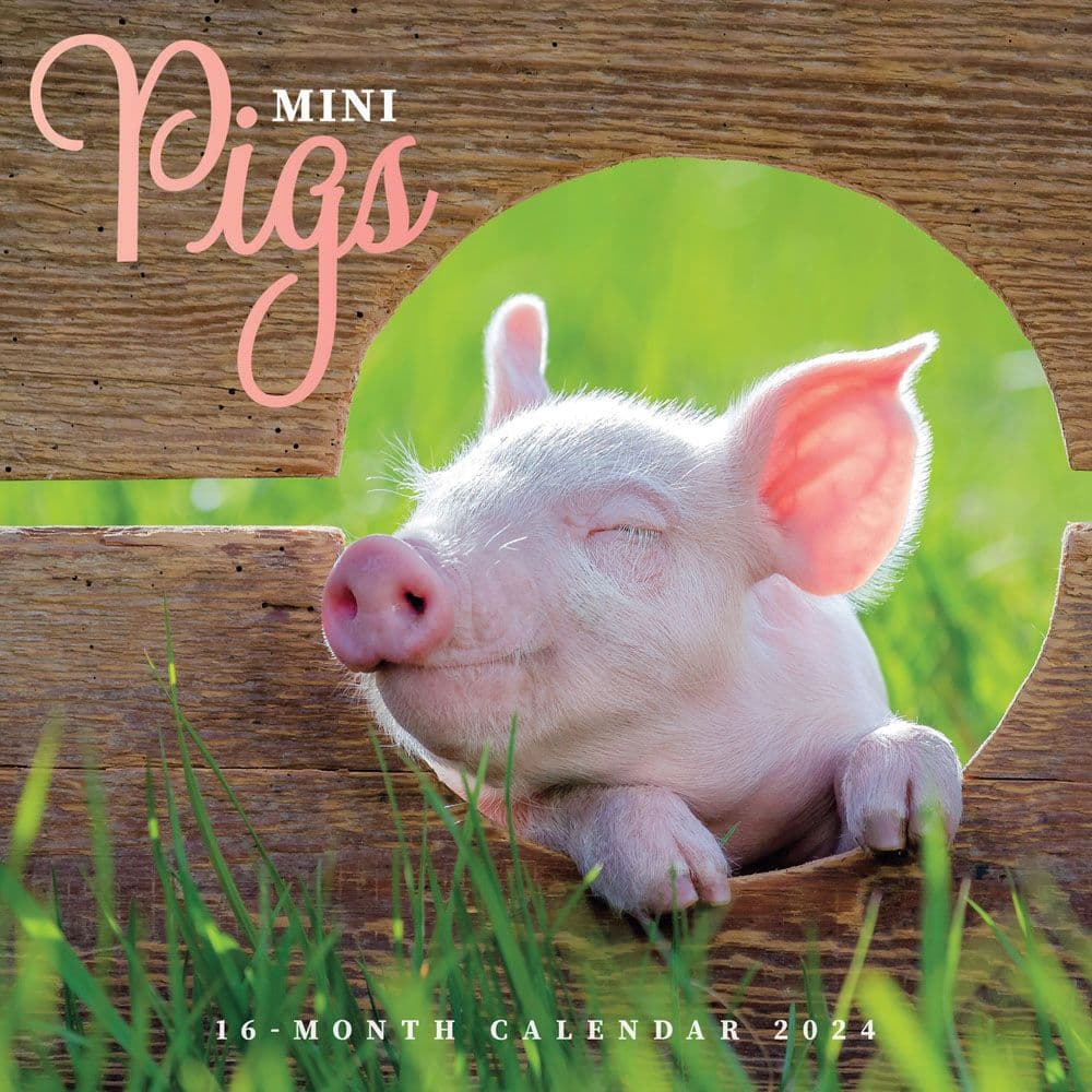 Mini Pigs 2024 Wall Calendar