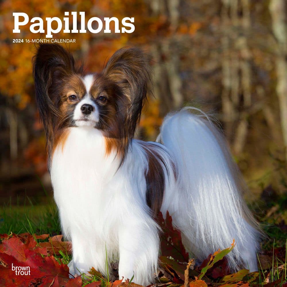 Papillons 2024 Wall Calendar