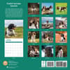 image English Springer Spaniels 2025 Wall Calendar First Alternate Image width="1000" height="1000"