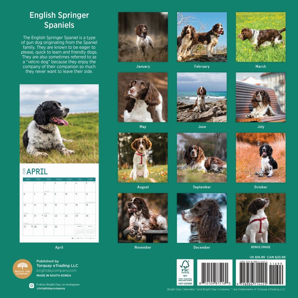 English Springer Spaniels 2025 Wall Calendar First Alternate Image width="1000" height="1000"