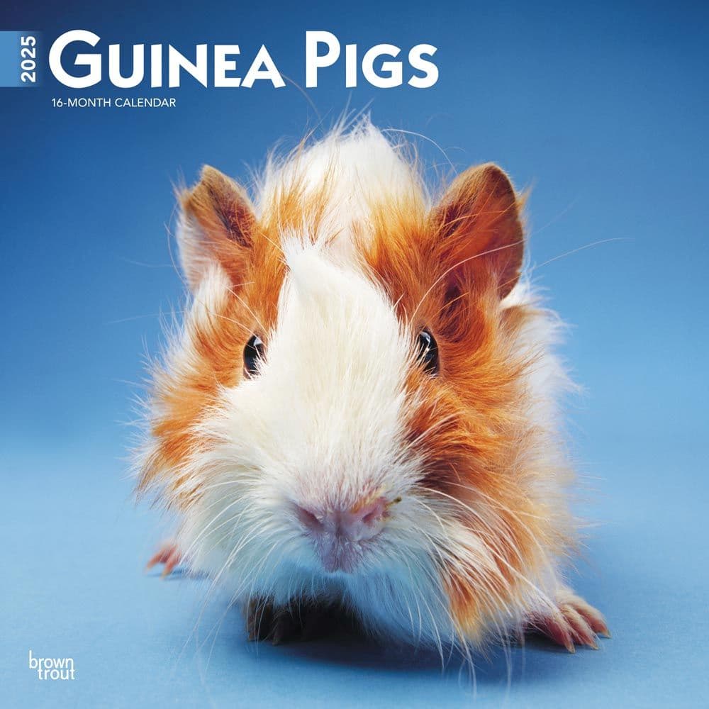 Guinea Pigs 2025 Wall Calendar