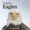 image Audubon Eagles 2026 Mini Wall Calendar Main Product Image