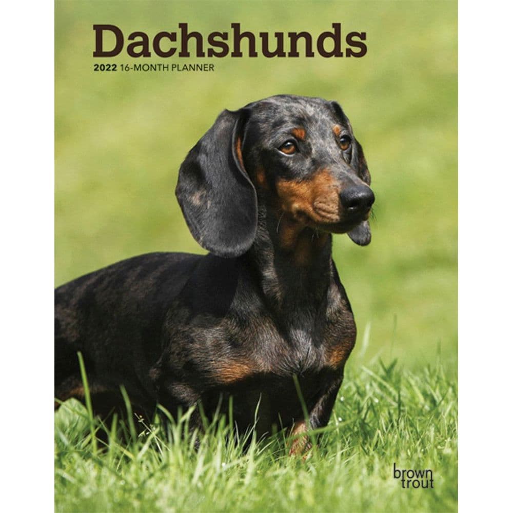 Dachshunds 2022 Engagement