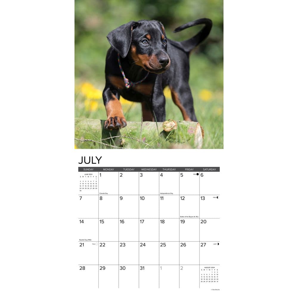 Just Dobermans 2024 Wall Calendar