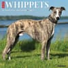 image Whippets 2025 Wall Calendar Main Image