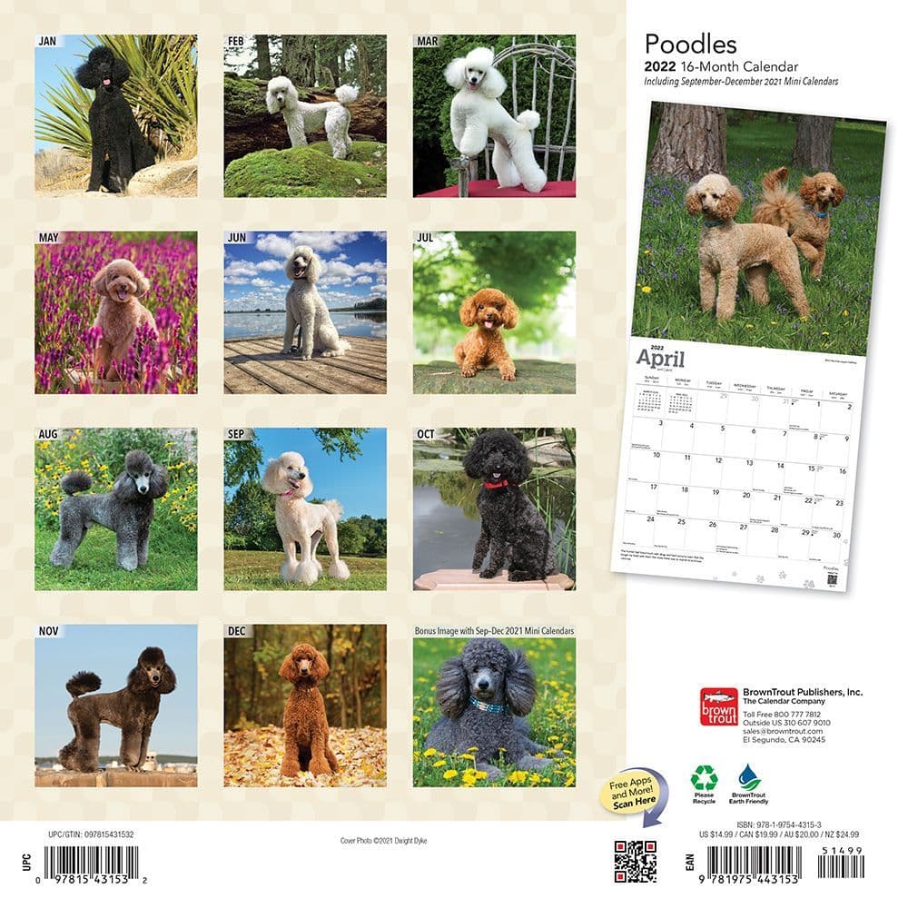 Poodles 2022 Wall Calendar - Calendars.com