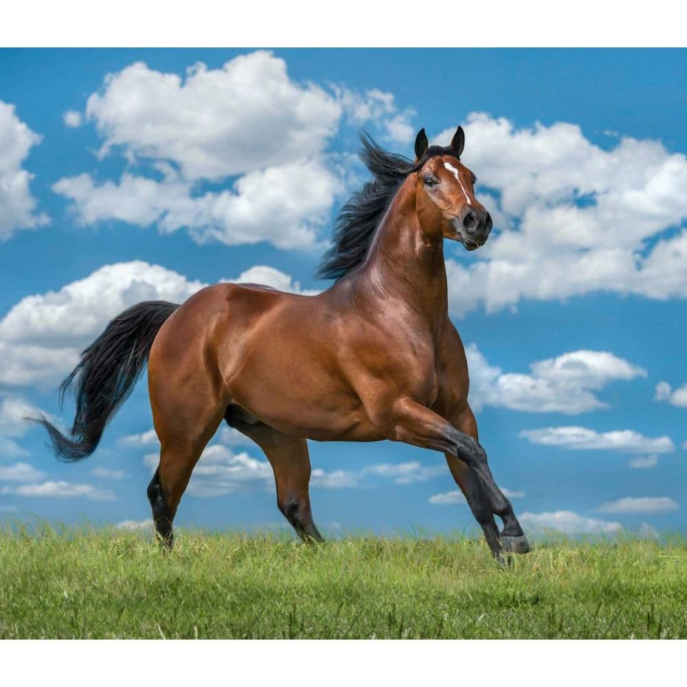 Horses Deluxe Wall Calendar