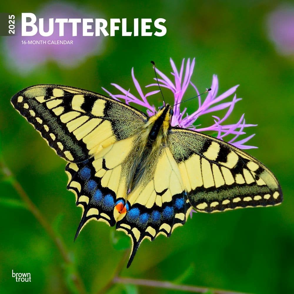 Butterflies 2025 Wall Calendar  Main Image