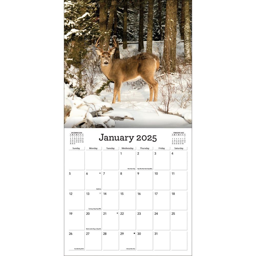 White Tailed Deer 2025 Wall Calendar Second Alternate Image