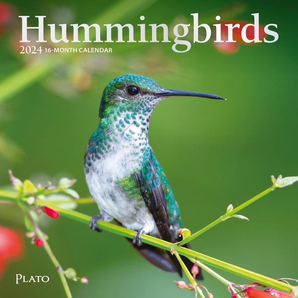 Hummingbirds 2024 Mini Wall Calendar Calendars