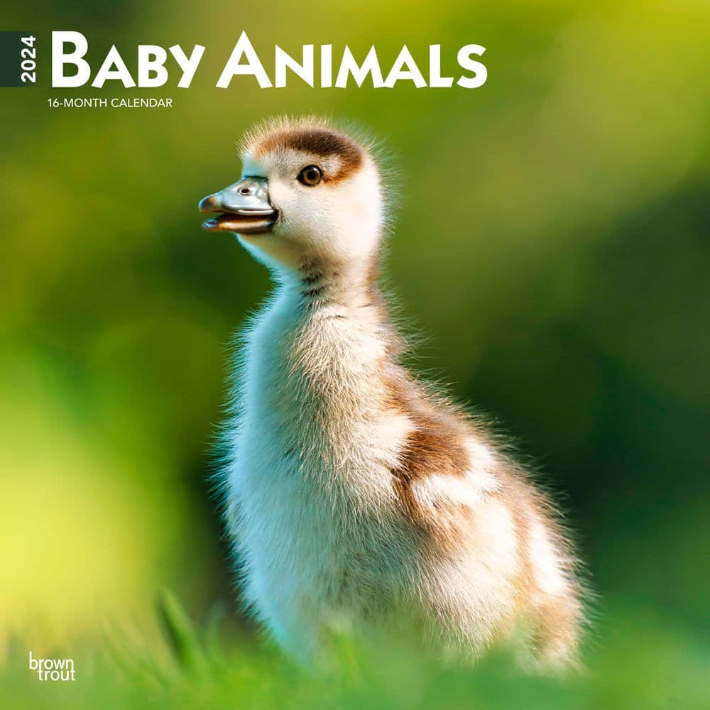 Baby Animals 2024 Wall Calendar - Calendars.com