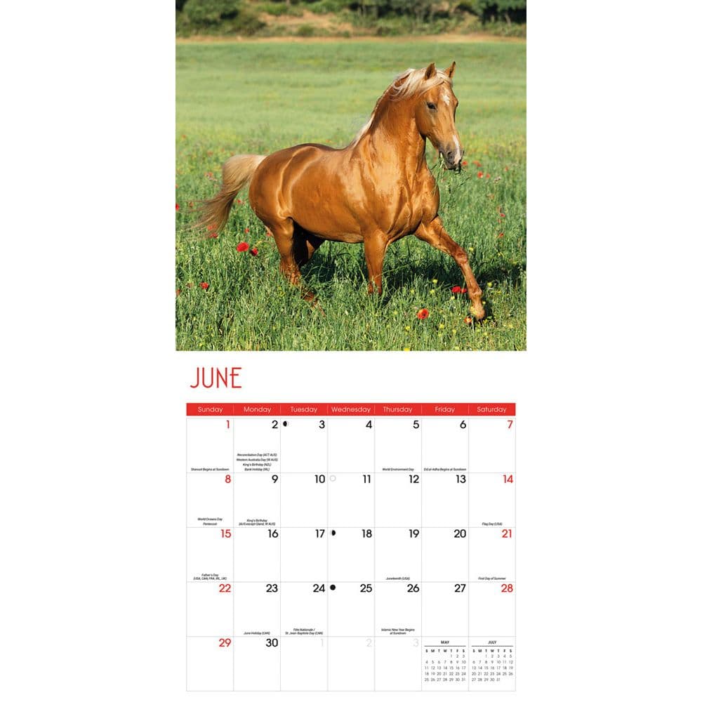 Horses 2025 Wall Calendar Third Alternate Image width=&quot;1000&quot; height=&quot;1000&quot;