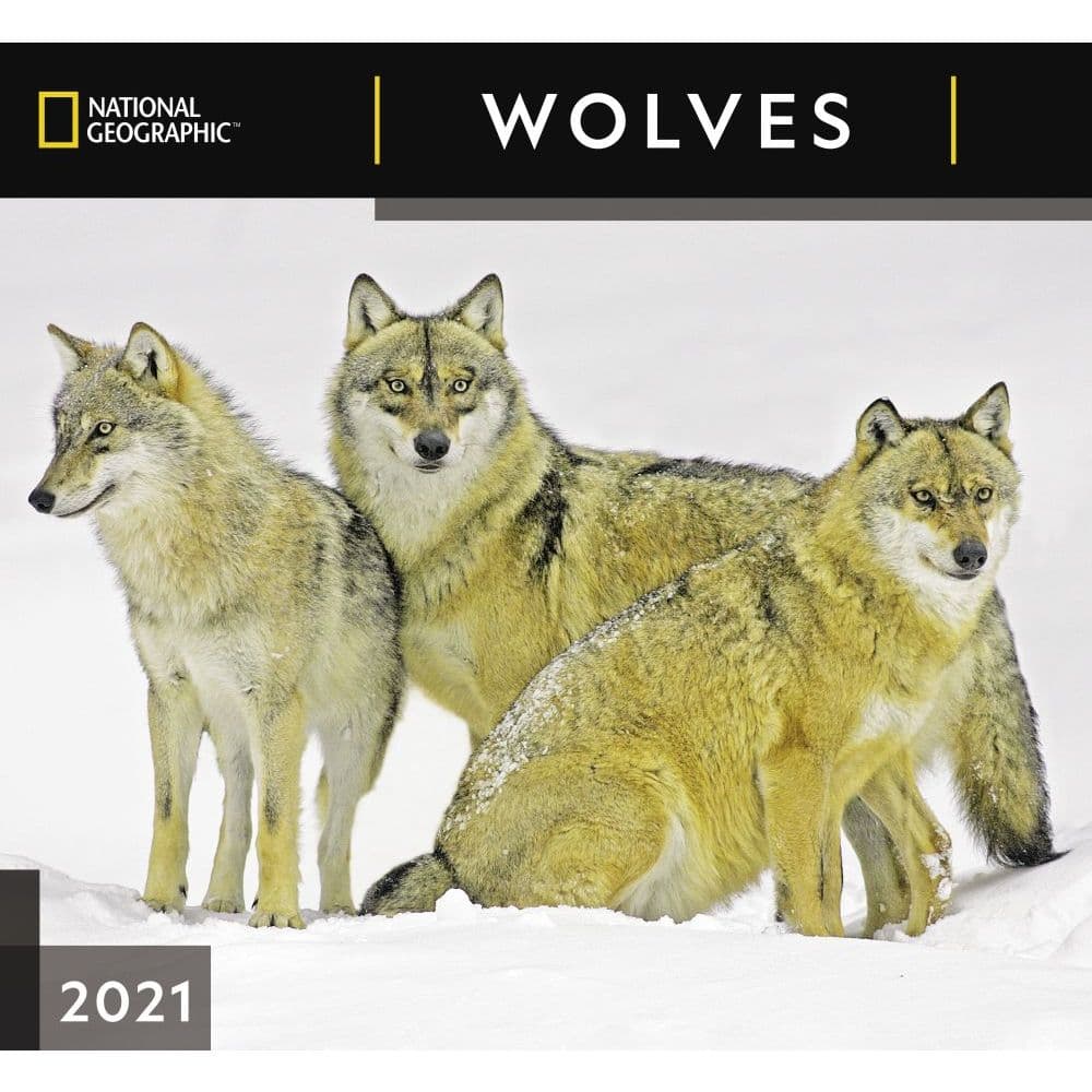 Wolves National Geographic Wall Calendar