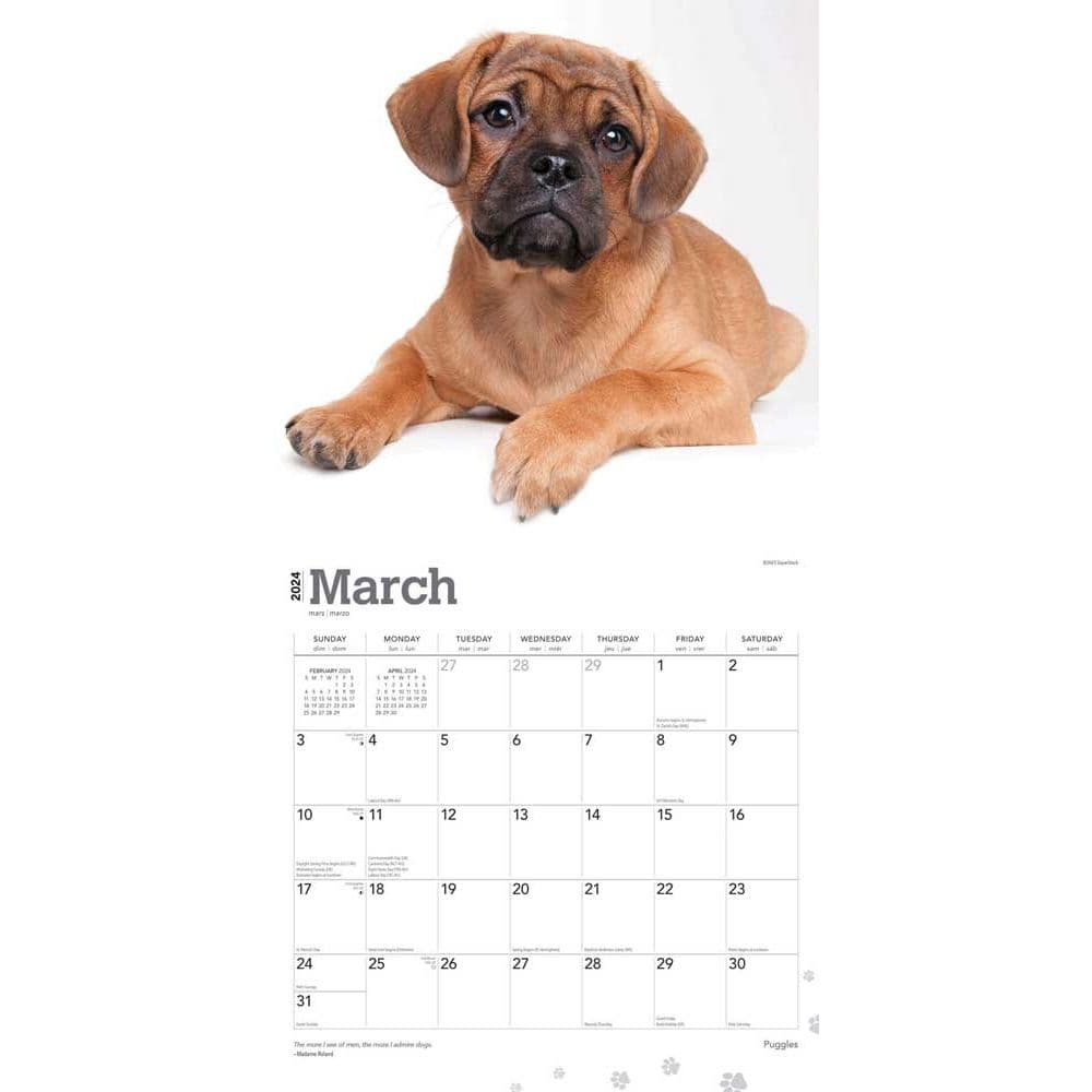 Puggles 2025 Wall Calendar