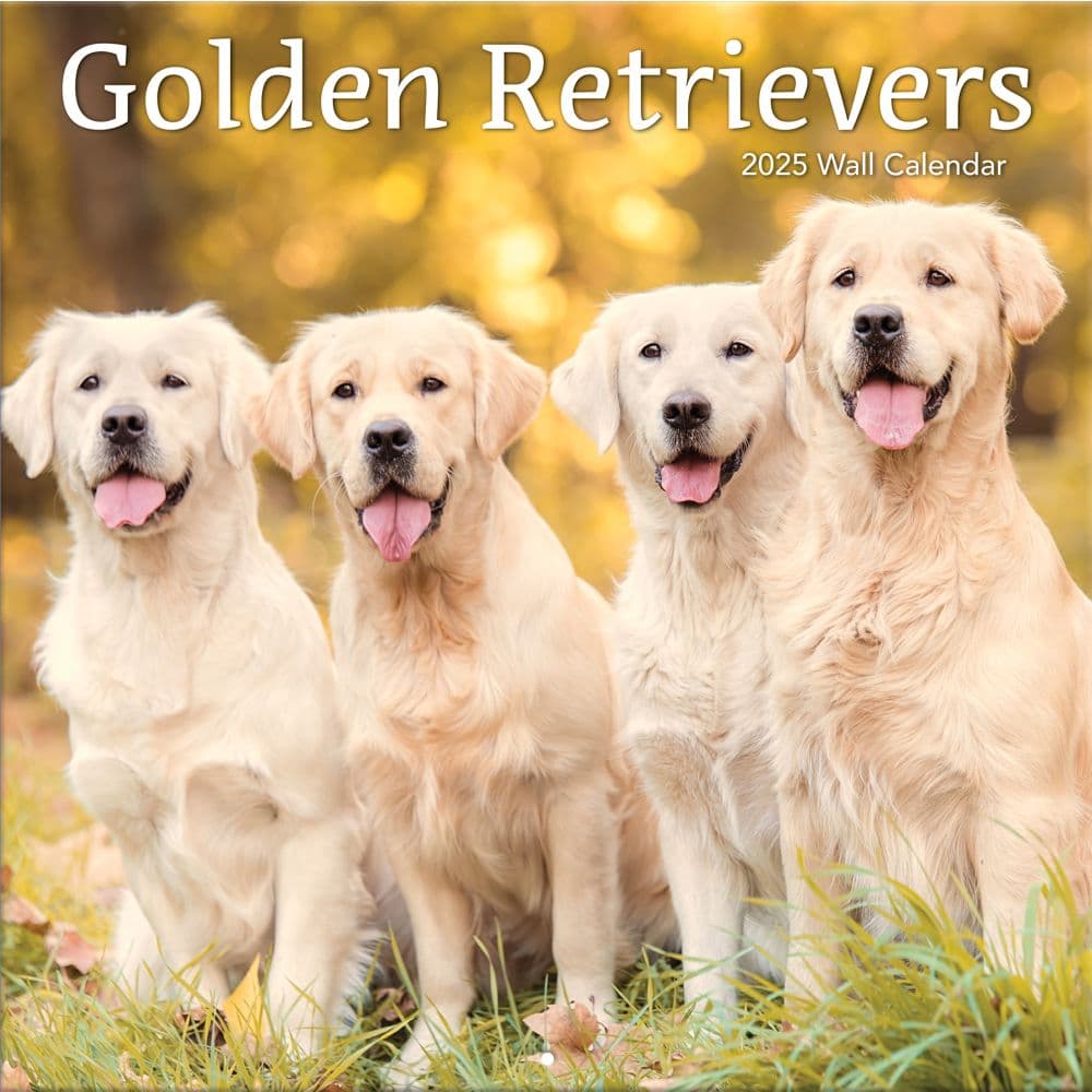 Golden Retrievers Photo 2025 Wall Calendar