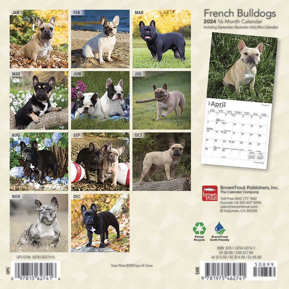 French Bulldogs 2024 Mini Wall Calendar First Alternate Image width=&quot;1000&quot; height=&quot;1000&quot;