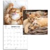 image Curious Kittens Photo 2025 Mini Wall Calendar