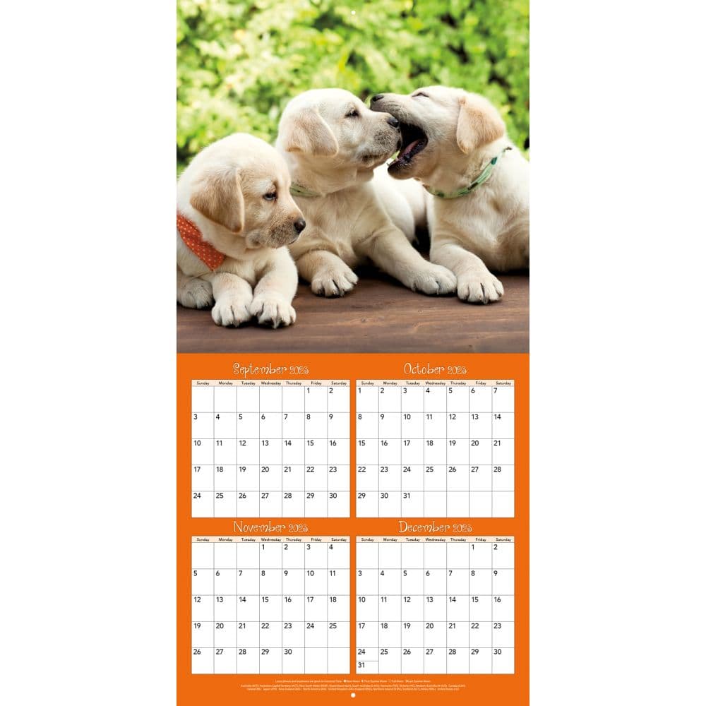 Puppies Playful Photo 2024 Mini Wall Calendar Third Alternate 
Image width=&quot;1000&quot; height=&quot;1000&quot;