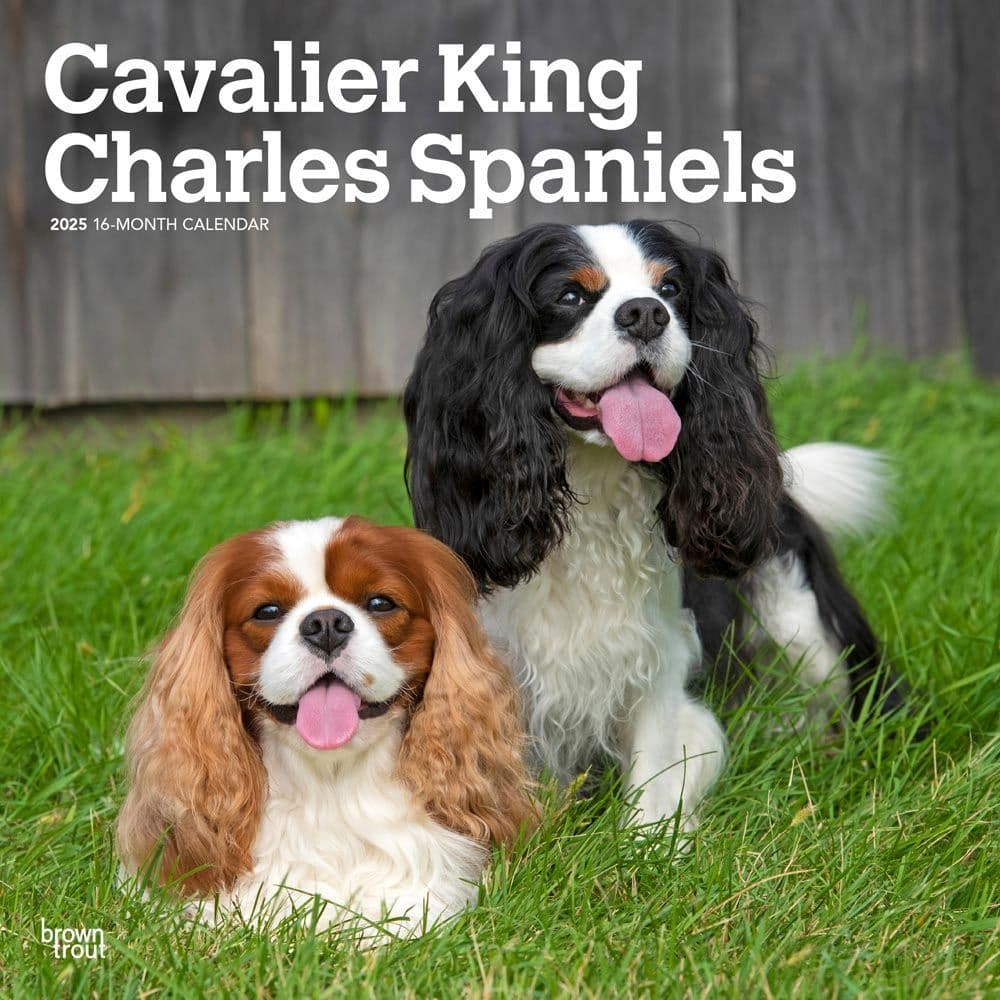 Cavalier King Charles 2025 Wall Calendar