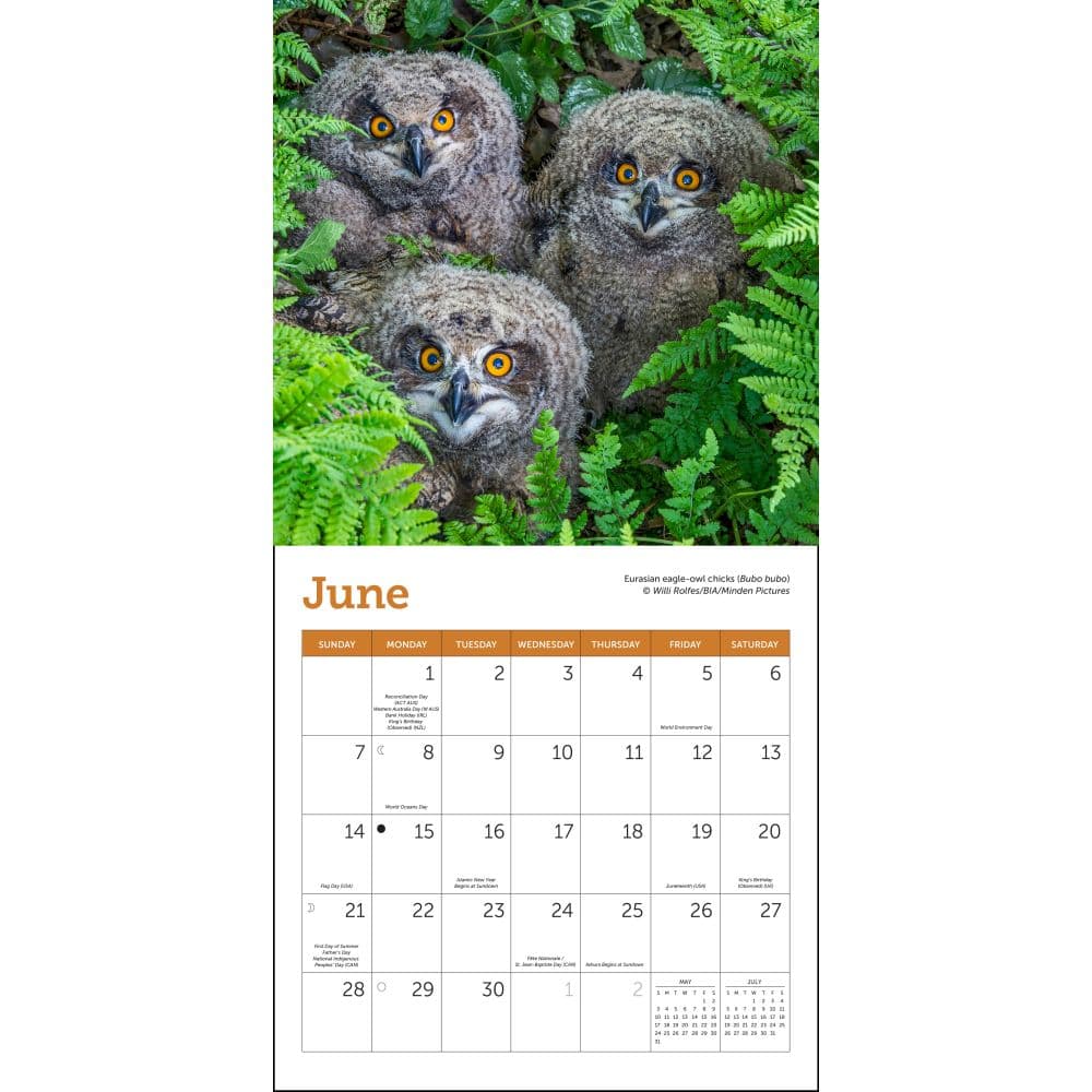 Owls 2026 Mini Wall Calendar Third Alternate Image