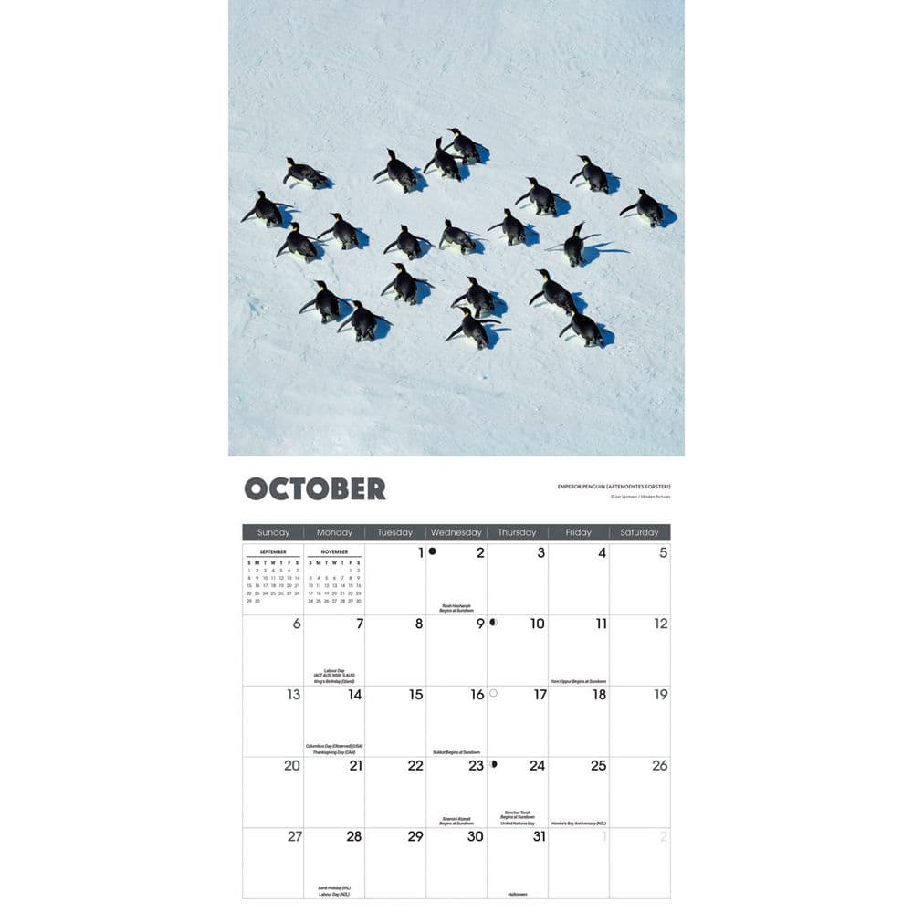 Penguins 2024 Wall Calendar