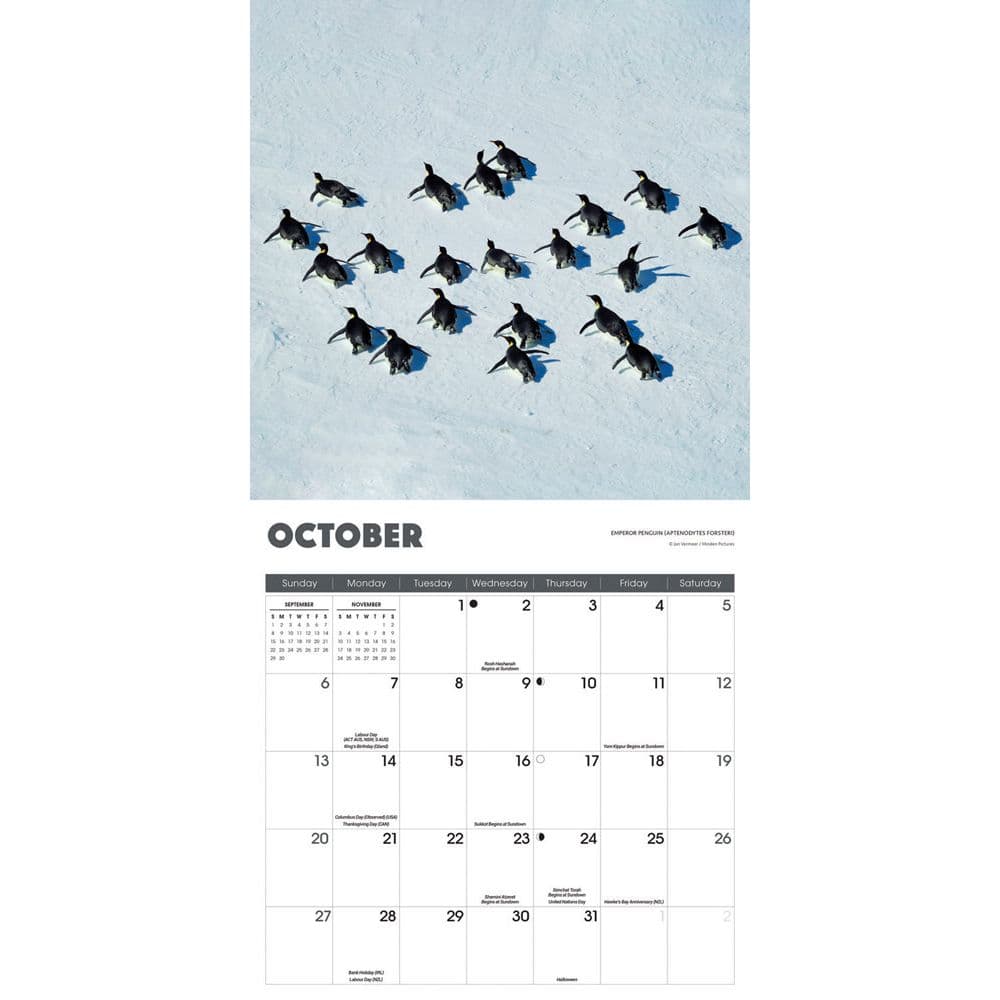 Penguins 2024 Wall Calendar Alternate Image 3