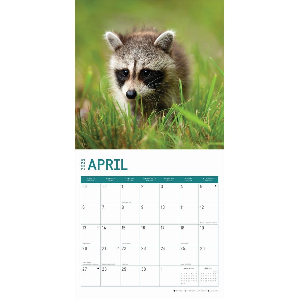 Baby Raccoons 2025 Wall Calendar Second Alternate Image width="1000" height="1000"