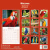 image Macaws 2027 Wall Calendar First Alternate Image