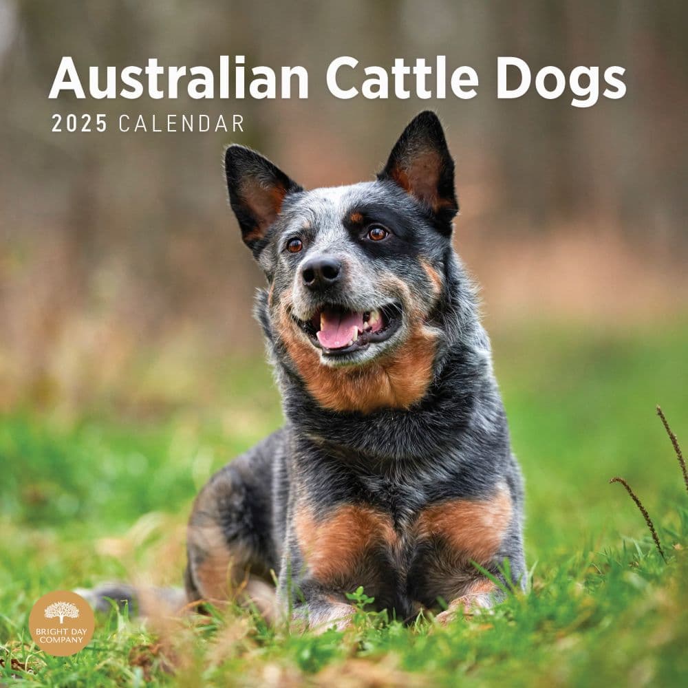 Australian Cattle Dogs 2025 Wall Calendar