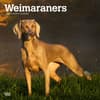 image Weimaraners 2024 Wall Calendar Main Product Image width=&quot;1000&quot; height=&quot;1000&quot;