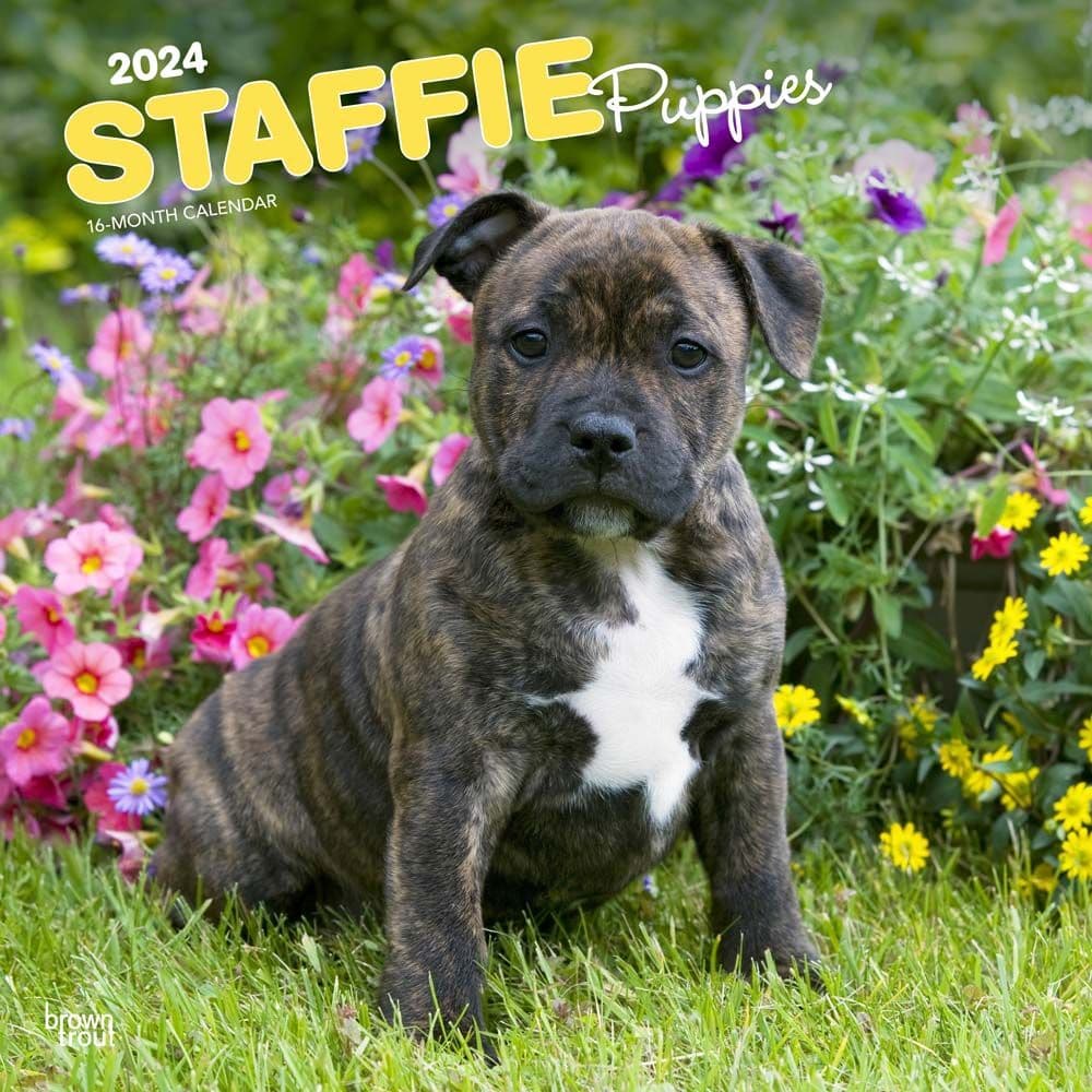 Staffordshire Bull Terrier Puppies 2024 Wall Calendar Main Product Image width=&quot;1000&quot; height=&quot;1000&quot;
