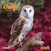 image Magic Owls 2026 Wall Calendar Main Image