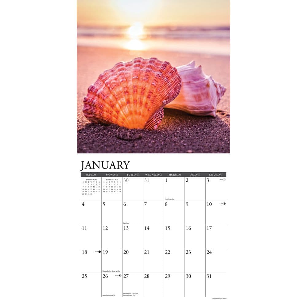 Seashells 2026 Wall Calendar Second  Alternate Image