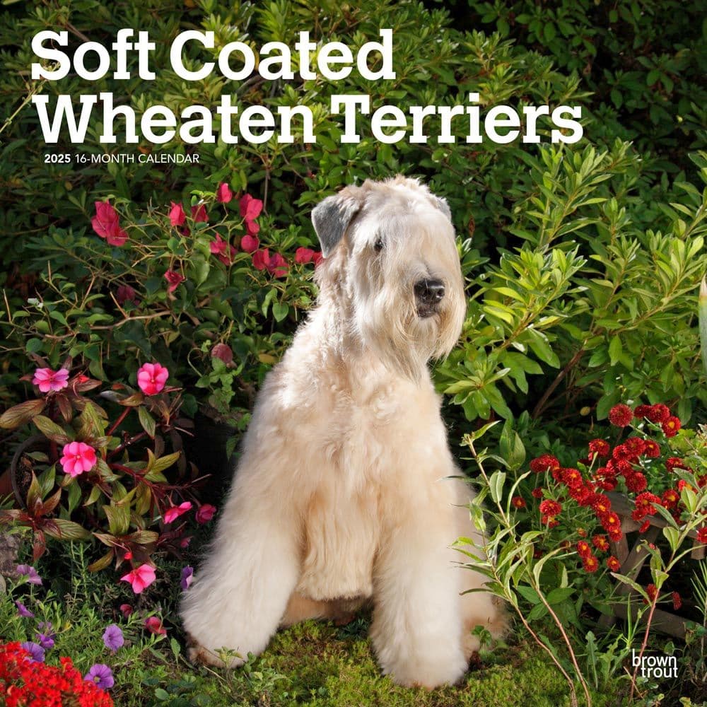 image Wheaten Terriers Soft Coated 2025 Wall Calendar Main Image